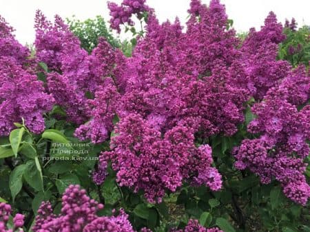 Бузок Реомюр (Syringa vulgaris Reomjur) ФОТО Розплідник рослин Природа (18)