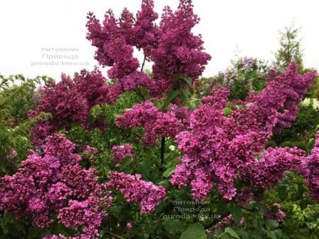 Бузок Реомюр (Syringa vulgaris Reomjur) ФОТО Розплідник рослин Природа (19)