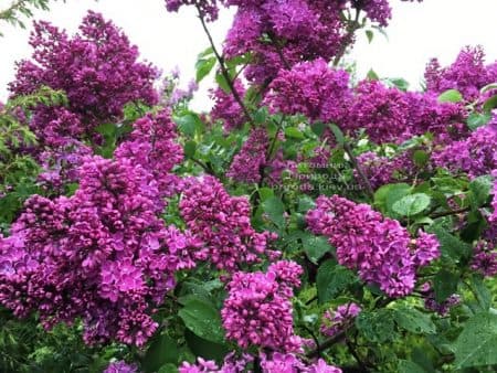 Бузок Реомюр (Syringa vulgaris Reomjur) ФОТО Розплідник рослин Природа (20)