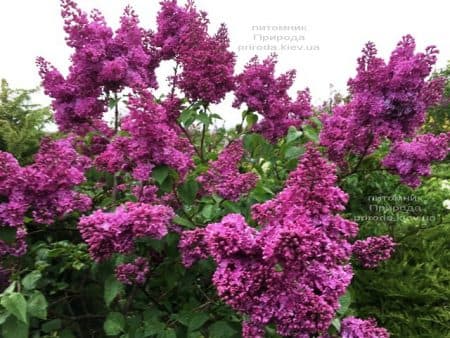 Бузок Реомюр (Syringa vulgaris Reomjur) ФОТО Розплідник рослин Природа (21)