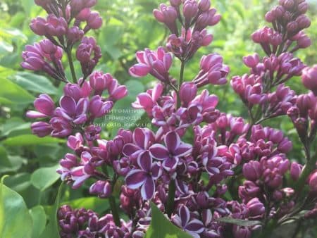 Сирень Сенсация (Syringa vulgaris Sensation) ФОТО Питомник растений Природа (12)