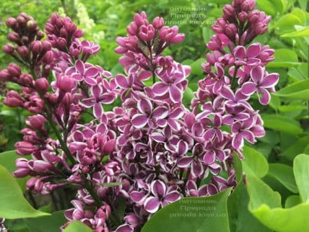 Сирень Сенсация (Syringa vulgaris Sensation) ФОТО Питомник растений Природа (13)