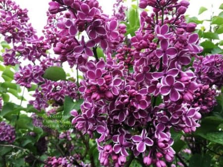 Сирень Сенсация (Syringa vulgaris Sensation) ФОТО Питомник растений Природа (14)