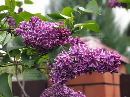 Сирень Сенсация (Syringa vulgaris Sensation) ФОТО Питомник растений Природа (15)