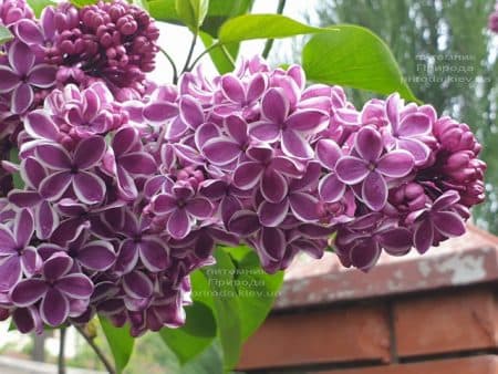 Сирень Сенсация (Syringa vulgaris Sensation) ФОТО Питомник растений Природа (20)