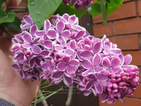 Бузок Сенсація (Syringa vulgaris Sensation) ФОТО Розплідник рослин Природа (21)