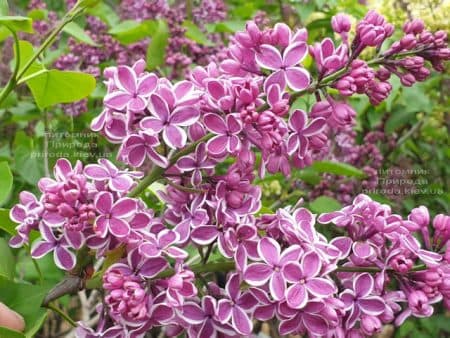 Сирень Сенсация (Syringa vulgaris Sensation) ФОТО Питомник растений Природа (22)