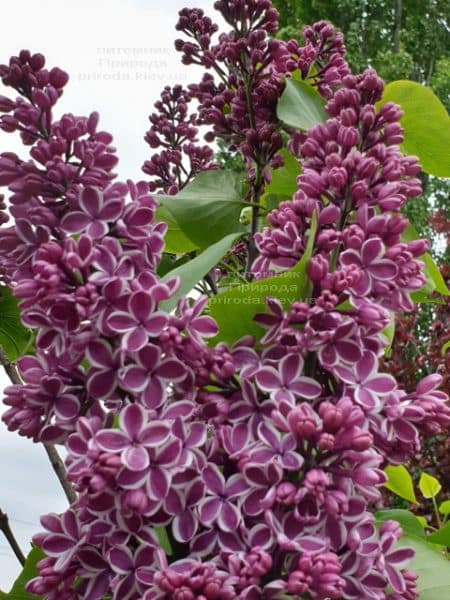 Сирень Сенсация (Syringa vulgaris Sensation) ФОТО Питомник растений Природа (24)