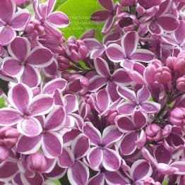 Сирень Сенсация (Syringa vulgaris Sensation) ФОТО Питомник растений Природа (25)