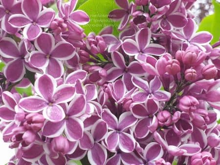 Сирень Сенсация (Syringa vulgaris Sensation) ФОТО Питомник растений Природа (25)