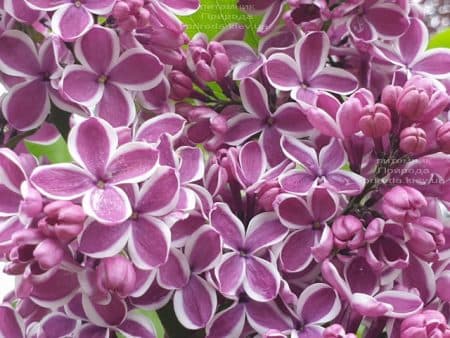 Сирень Сенсация (Syringa vulgaris Sensation) ФОТО Питомник растений Природа (26)