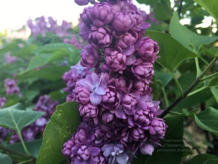 Сирень Тарас Бульба (Syringa vulgaris Taras Bulba) ФОТО Питомник растений Природа (10)