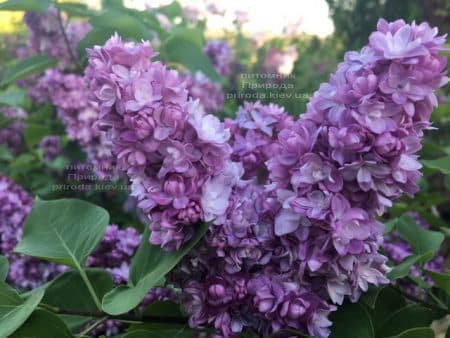 Сирень Тарас Бульба (Syringa vulgaris Taras Bulba) ФОТО Питомник растений Природа (11)