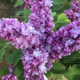 Бузок Тарас Бульба (Syringa vulgaris Taras Bulba) ФОТО Розплідник рослин Природа (8)