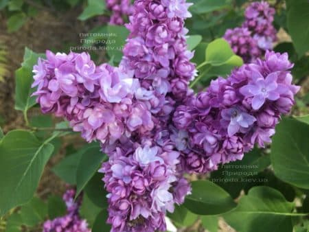 Сирень Тарас Бульба (Syringa vulgaris Taras Bulba) ФОТО Питомник растений Природа (8)