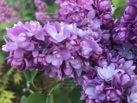 Сирень Тарас Бульба (Syringa vulgaris Taras Bulba) ФОТО Питомник растений Природа (9)