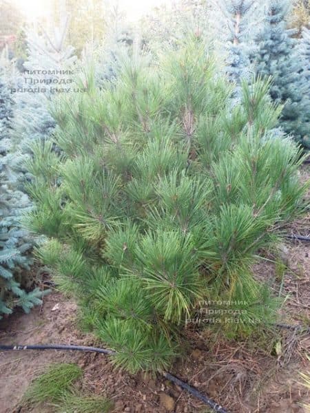 Сосна густоцветковая Умбракулифера (Pinus densiflora Umbraculifera) ФОТО Питомник растений Природа (1)