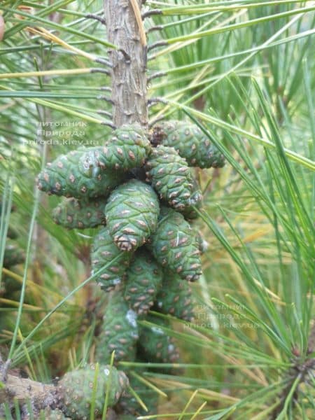 Сосна густоцветковая Умбракулифера (Pinus densiflora Umbraculifera) ФОТО Питомник растений Природа (10)