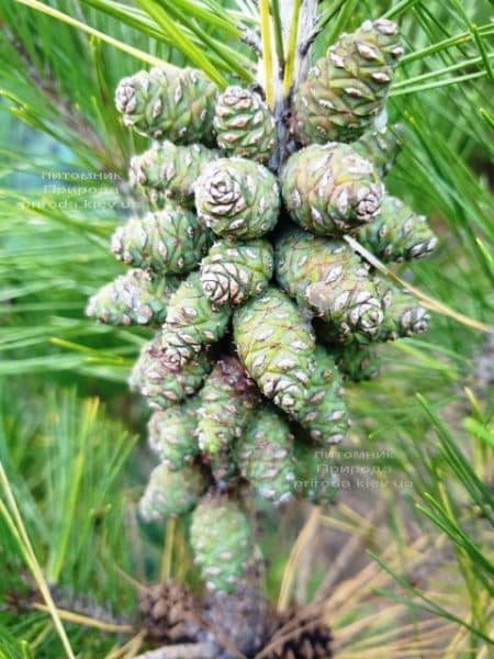 Сосна густоцветковая Умбракулифера (Pinus densiflora Umbraculifera) ФОТО Питомник растений Природа (11)