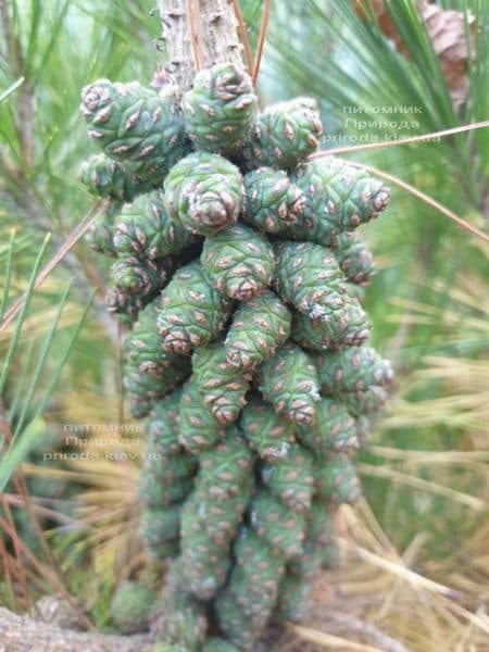 Сосна густоцветковая Умбракулифера (Pinus densiflora Umbraculifera) ФОТО Питомник растений Природа (12)