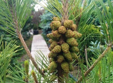 Сосна густоцветковий Умбракуліфера (Pinus densiflora Umbraculifera) ФОТО Розплідник рослин Природа (13)