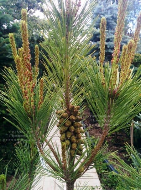 Сосна густоцветковая Умбракулифера (Pinus densiflora Umbraculifera) ФОТО Питомник растений Природа (14)