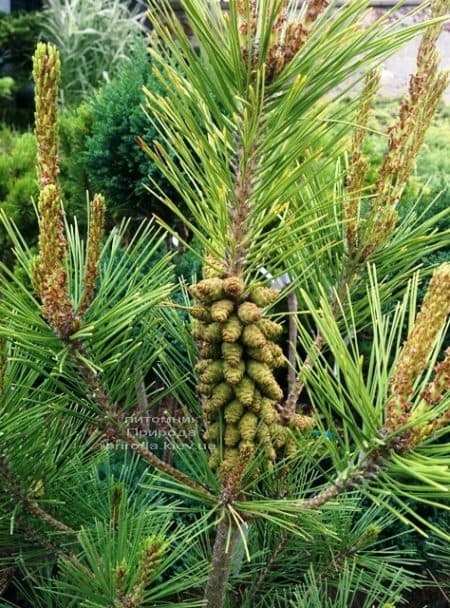 Сосна густоцветковая Умбракулифера (Pinus densiflora Umbraculifera) ФОТО Питомник растений Природа (15)