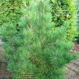 Сосна густоцветковая Умбракулифера (Pinus densiflora Umbraculifera) ФОТО Питомник растений Природа (2)