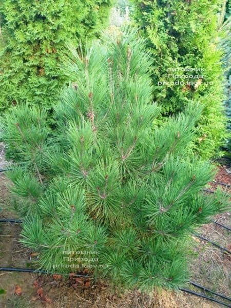 Сосна густоцветковая Умбракулифера (Pinus densiflora Umbraculifera) ФОТО Питомник растений Природа (2)