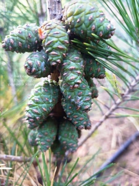 Сосна густоцветковая Умбракулифера (Pinus densiflora Umbraculifera) ФОТО Питомник растений Природа (3)