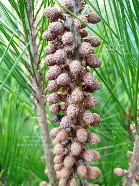 Сосна густоцветковая Умбракулифера (Pinus densiflora Umbraculifera) ФОТО Питомник растений Природа (4)