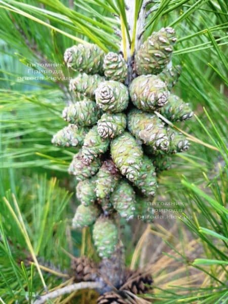 Сосна густоцветковая Умбракулифера (Pinus densiflora Umbraculifera) ФОТО Питомник растений Природа (5)