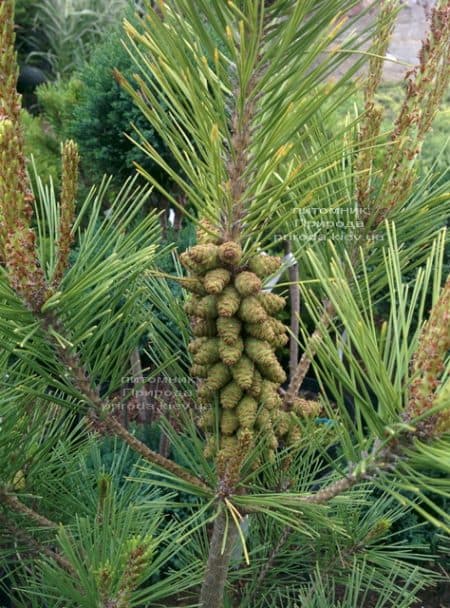 Сосна густоцветковая Умбракулифера (Pinus densiflora Umbraculifera) ФОТО Питомник растений Природа (6)