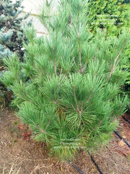 Сосна густоцветковая Умбракулифера (Pinus densiflora Umbraculifera) ФОТО Питомник растений Природа (7)