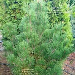 Сосна густоцветковий Умбракуліфера (Pinus densiflora Umbraculifera) ФОТО Розплідник рослин Природа (8)