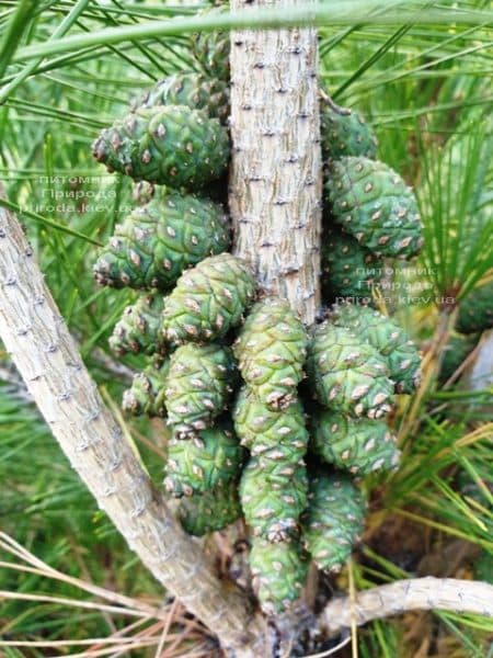 Сосна густоцветковая Умбракулифера (Pinus densiflora Umbraculifera) ФОТО Питомник растений Природа (9)