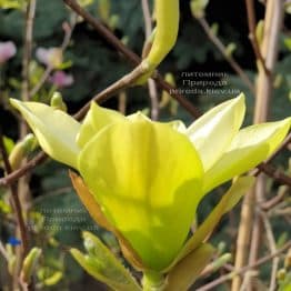 Магнолия Баттерфляй (Magnolia Butterflies) ФОТО Питомник растений Природа (1)