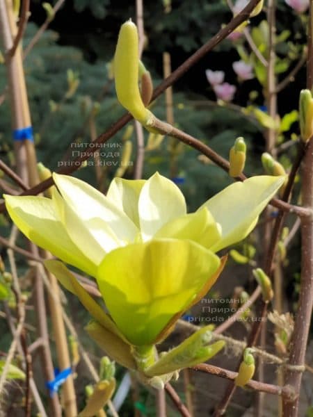 Магнолия Баттерфляй (Magnolia Butterflies) ФОТО Питомник растений Природа (2)
