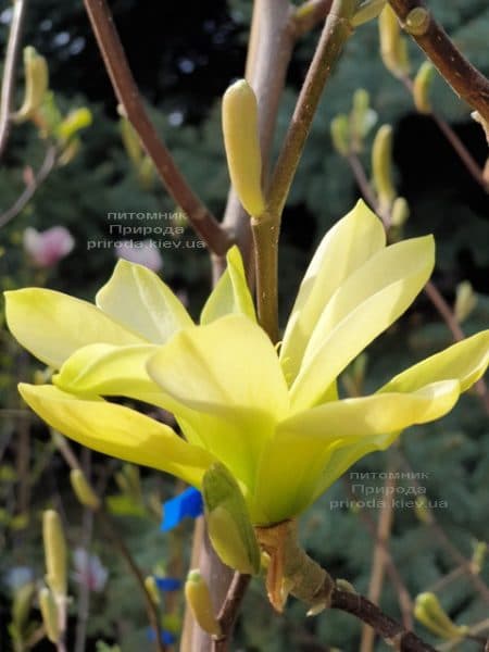 Магнолия Баттерфляй (Magnolia Butterflies) ФОТО Питомник растений Природа (3)