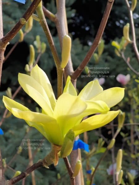 Магнолия Баттерфляй (Magnolia Butterflies) ФОТО Питомник растений Природа (4)