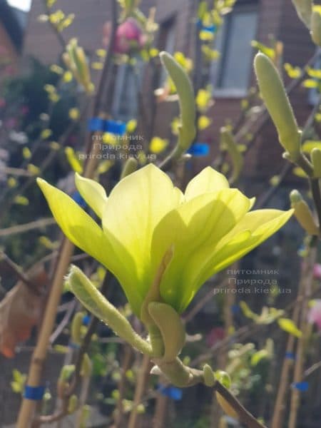 Магнолия Баттерфляй (Magnolia Butterflies) ФОТО Питомник растений Природа (5)