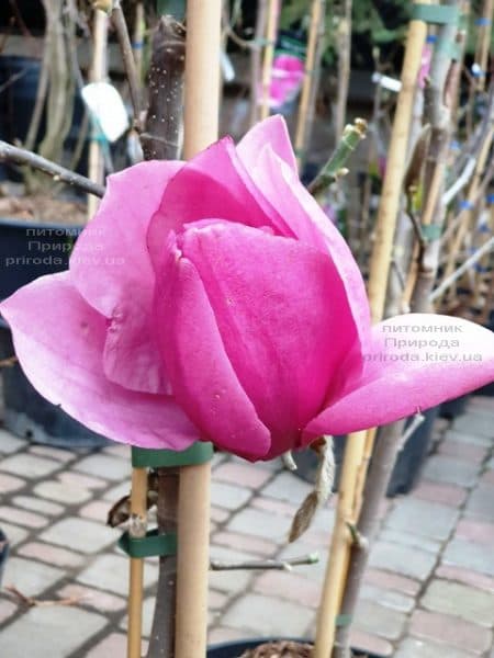 Магнолія Емперор (Magnolia Emperor) ФОТО Розплідник рослин Природа (1)