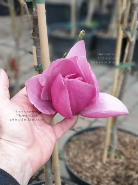 Магнолія Емперор (Magnolia Emperor) ФОТО Розплідник рослин Природа (2)