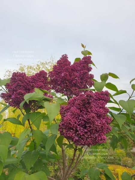 Бузок Карл 10 (Syringa vulgaris Karl 10) ФОТО Розплідник рослин Природа (10)