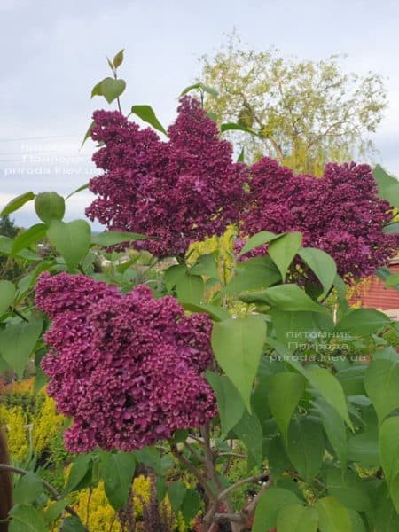 Бузок Карл 10 (Syringa vulgaris Karl 10) ФОТО Розплідник рослин Природа (11)