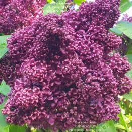 Сирень Карл 10 (Syringa vulgaris Karl 10) ФОТО Питомник растений Природа (6)