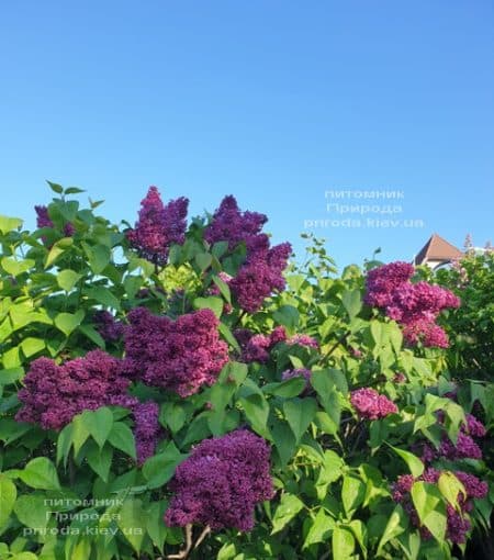 Сирень Карл 10 (Syringa vulgaris Karl 10) ФОТО Питомник растений Природа (7)