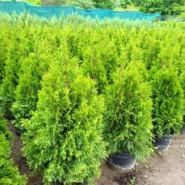 Туя западная Смарагд (Thuja occidentalis Smaragd) ФОТО Питомник растений Природа (120)