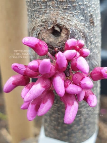 Церцис канадський Алей Кет (Cercis canadensis Alley Cat) ФОТО Розплідник рослин Природа (1)