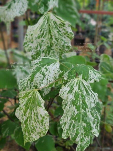 Церцис канадский Аллей Кэт (Cercis canadensis Alley Cat) ФОТО Питомник растений Природа (12)